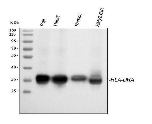 Anti-HLA-DR/HLA-DRA Antibody Picoband® Boster Bio