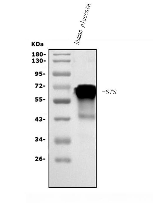 Anti-Steroid sulfatase/STS Antibody Picoband® Boster Bio