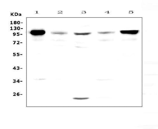 Anti-VCAM1 Antibody Picoband® Boster Bio