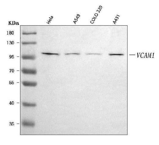 Anti-VCAM1 Antibody Picoband® Boster Bio