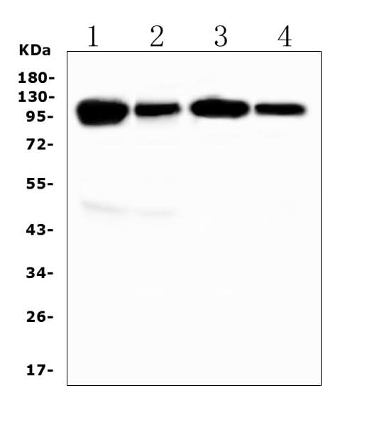 Anti-VCAM1 Antibody Picoband® Boster Bio