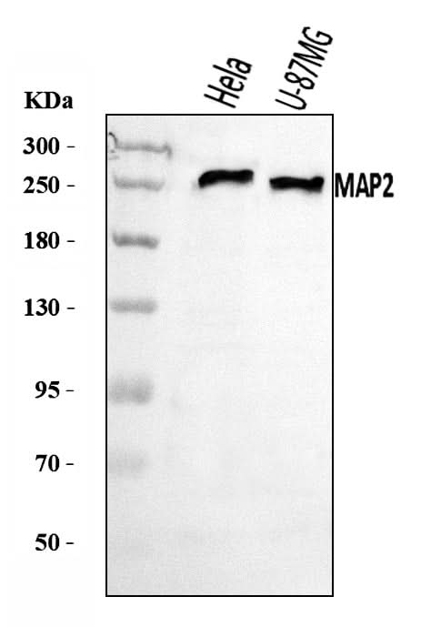 Anti-MAP2 Antibody Picoband® Boster Bio