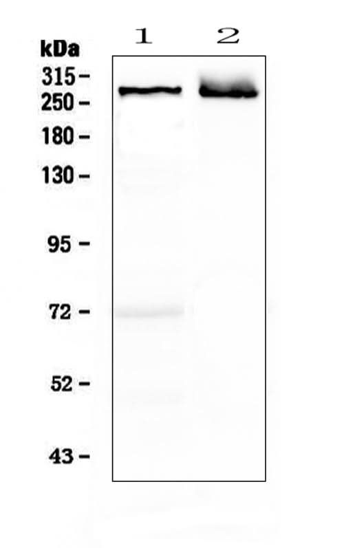 Anti-MAP2 Antibody Picoband® Boster Bio