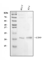 Anti-CD9 Antibody Picoband® Boster Bio