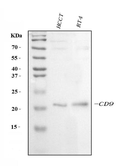 Anti-CD9 Antibody Picoband® Boster Bio