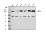 Anti-mSin3A/SIN3A Antibody Picoband® Boster Bio