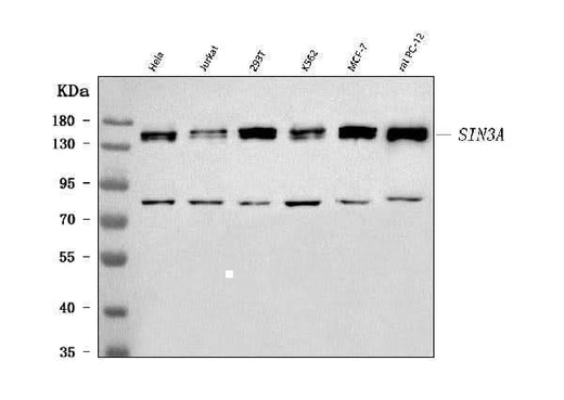 Anti-mSin3A/SIN3A Antibody Picoband® Boster Bio