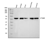 Anti-Fibrinogen beta chain/FGB Antibody Picoband® Boster Bio