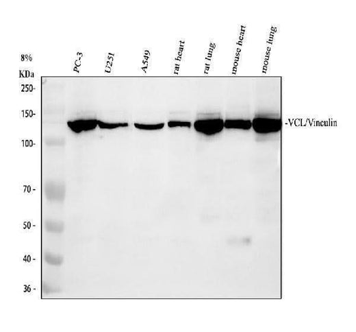 Anti-Vinculin/VCL Antibody Picoband® Boster Bio