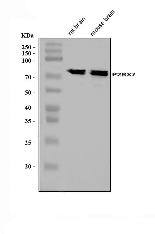 Anti-P2X7/P2RX7 Antibody Picoband® Boster Bio