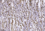 Anti-MUC2 Antibody Boster Bio