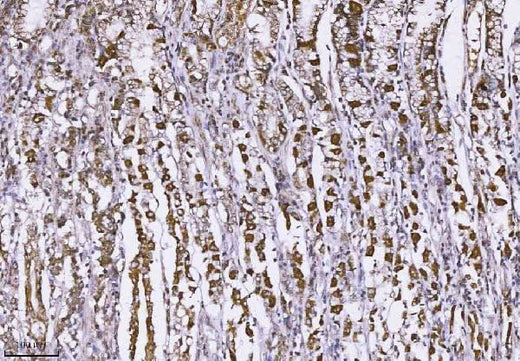 Anti-MUC2 Antibody Boster Bio