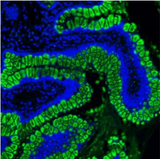 Anti-MUC2 Antibody Boster Bio