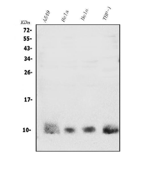 Anti-S100A4 Antibody Picoband® Boster Bio