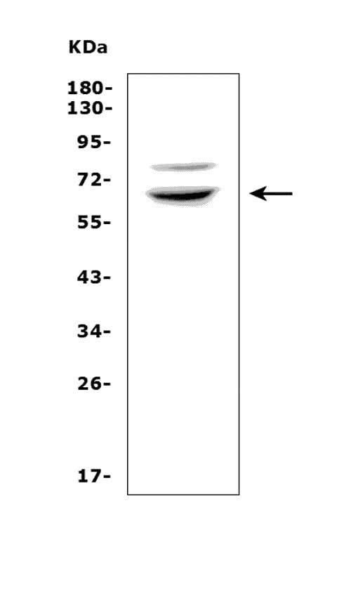 Anti-RNF168 Picoband® Antibody Boster Bio