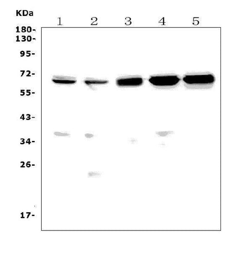 Anti-CD30/Tnfrsf8 Picoband® Antibody Boster Bio