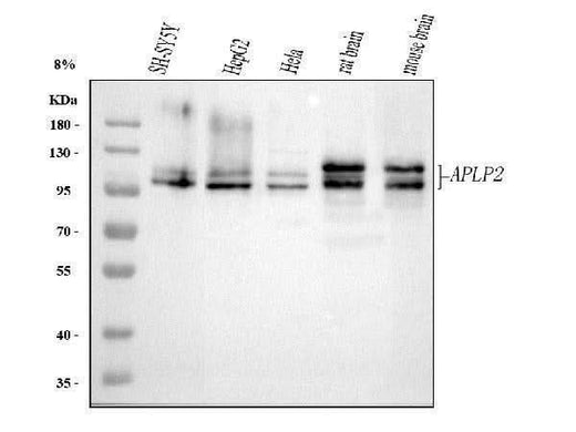 Anti-APLP2 Antibody Picoband® Boster Bio