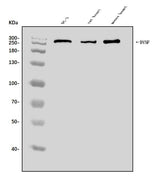 Anti-Dysferlin/DYSF Antibody Picoband® Boster Bio