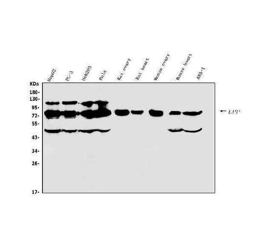 Anti-Lipoma-preferred partner LPP Antibody Picoband® Boster Bio