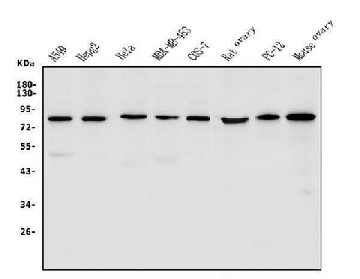 Anti-LPP Antibody Picoband® Boster Bio