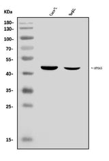 Anti-Apolipoprotein A V/APOA5 Antibody Picoband® Boster Bio