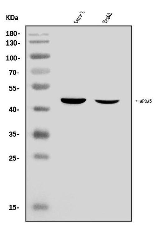 Anti-Apolipoprotein A V/APOA5 Antibody Picoband® Boster Bio