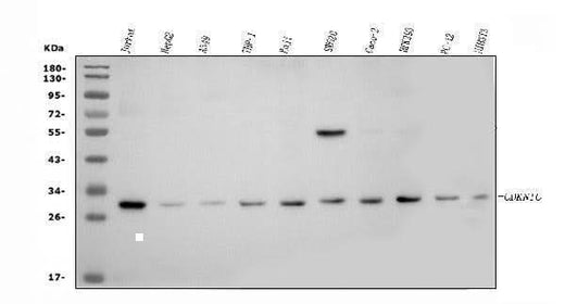 Anti-p57 Kip2/CDKN1C Antibody Picoband® Boster Bio