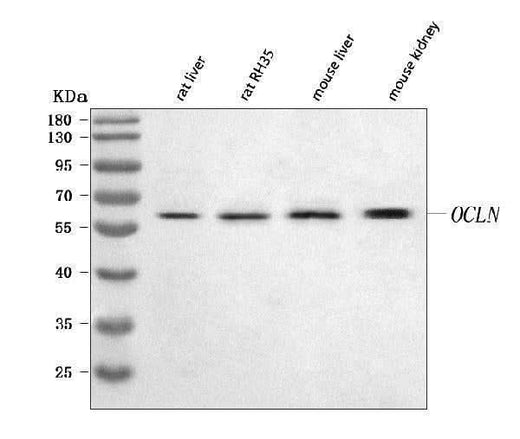 Anti-Occludin/Ocln Antibody Picoband® Boster Bio