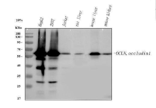 Anti-Occludin/OCLN Antibody Picoband® Boster Bio