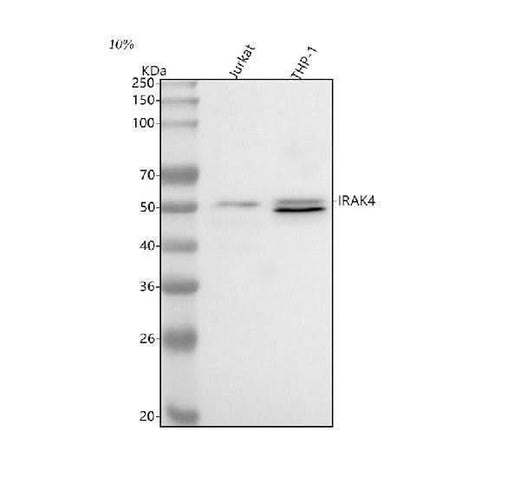 Anti-IRAK4 Antibody Picoband® Boster Bio