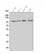 Anti-HIF-2-alpha/EPAS1 Antibody Picoband® Boster Bio