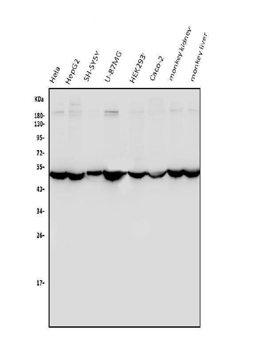 Anti-ENO1 Antibody Picoband® Boster Bio
