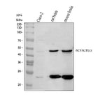 Anti-SCF/KITLG Antibody Picoband® Boster Bio