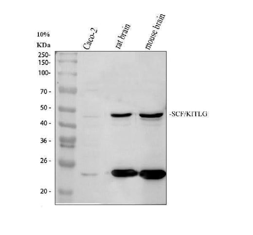 Anti-SCF/KITLG Antibody Picoband® Boster Bio