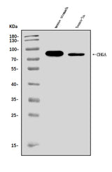 Anti-Chromogranin A/Chga Antibody Picoband® Boster Bio