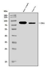 Anti-Chromogranin A/Chga Antibody Picoband® Boster Bio