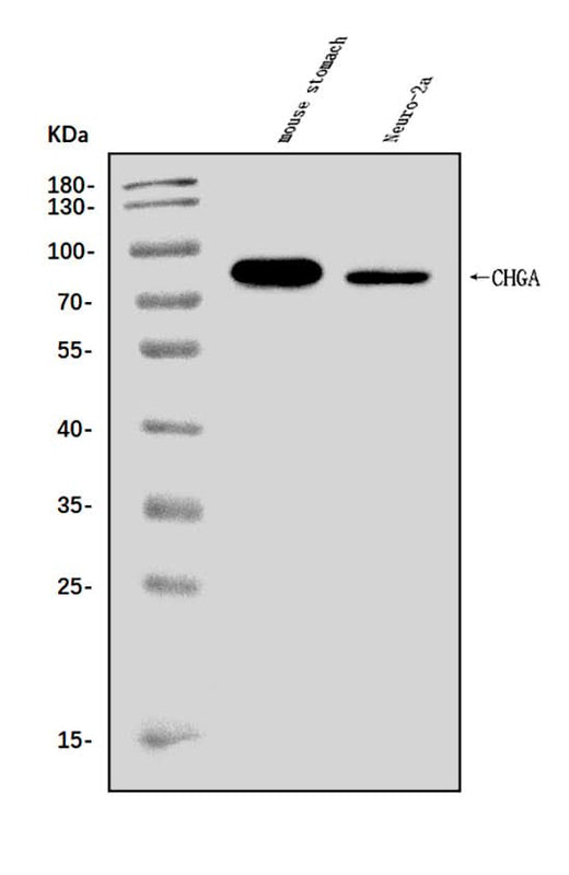 Anti-Chromogranin A/Chga Antibody Picoband® Boster Bio