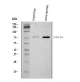 Anti-Chromogranin A/Chga Antibody Picoband® Boster Bio