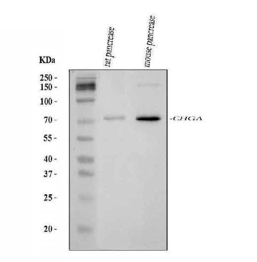 Anti-Chromogranin A/Chga Antibody Picoband® Boster Bio