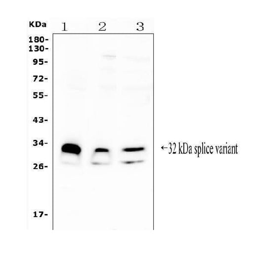 Anti-FHL FHL1 Antibody Picoband® Boster Bio