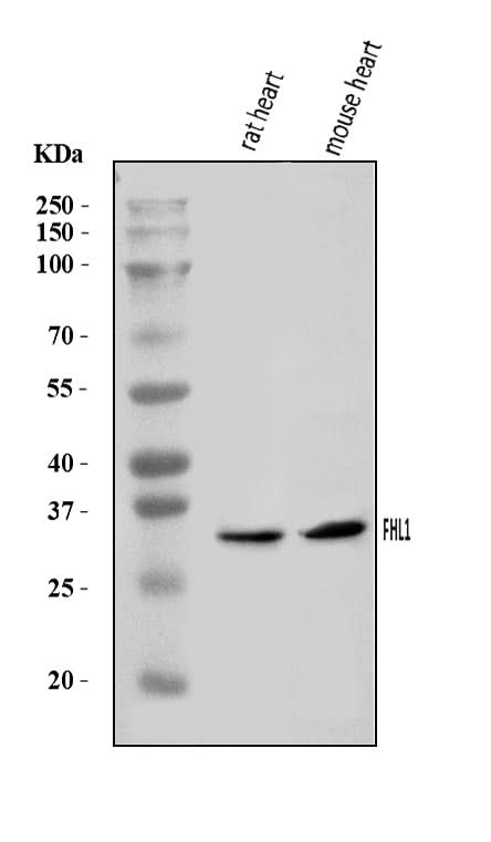 Anti-FHL1 Antibody Picoband® Boster Bio