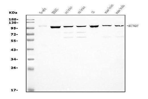 Anti-KCNQ2 Antibody Picoband® Boster Bio