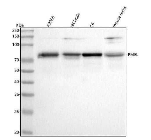 Anti-Melanoma gp100/PMEL Antibody Picoband® Boster Bio