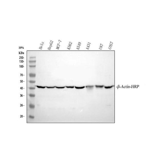 Anti-beta-Actin ACTB Antibody Picoband® (HRP) Boster Bio