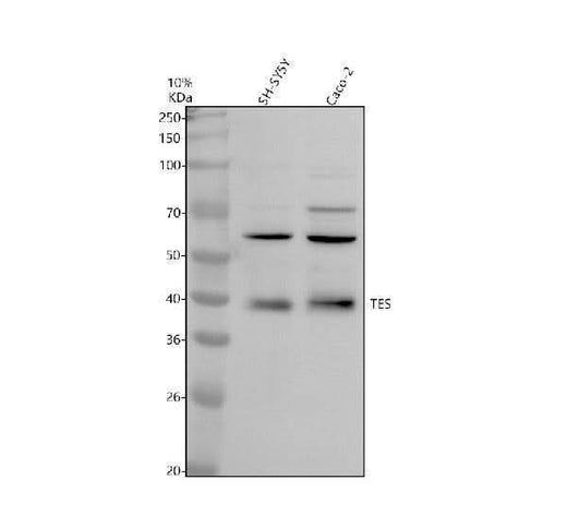 Anti-TES Antibody Picoband® Boster Bio