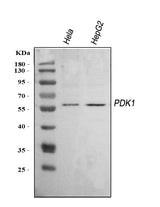 Anti-Mitochondrial Pyruvate dehydrogenase kinase 1/PDK1 Antibody Picoband® Boster Bio
