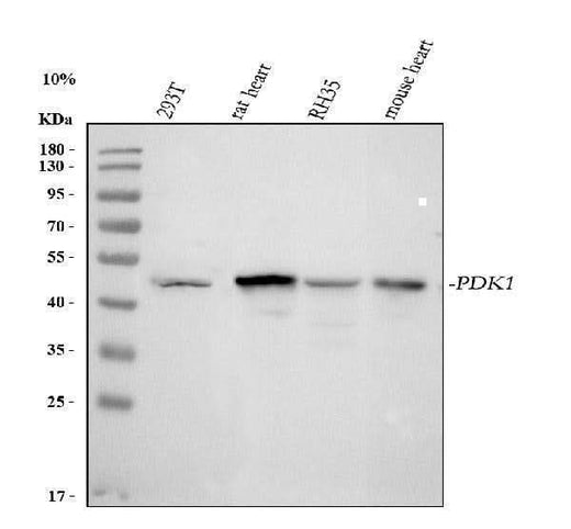 Anti-PDK1 Antibody Picoband® Boster Bio