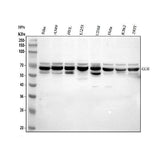 Anti-Glutaminase/GLS Antibody Picoband® Boster Bio