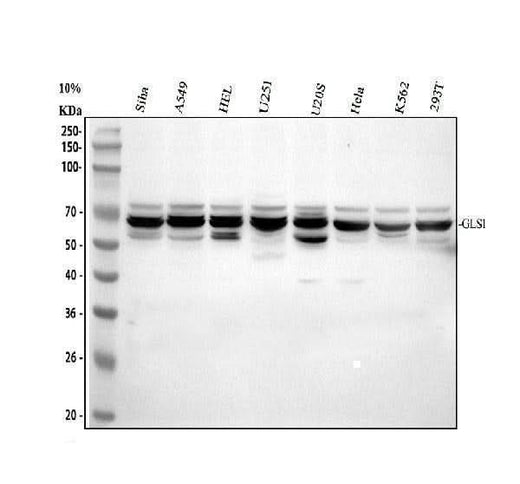 Anti-Glutaminase/GLS Antibody Picoband® Boster Bio