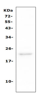 Anti-TAPA1/CD81 Antibody Picoband® Boster Bio
